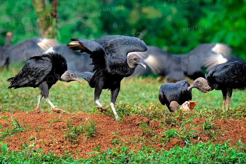 Group of Black Vultures (Coragyps atratus) fighting for food on a carcass, Costa Rica, Central America