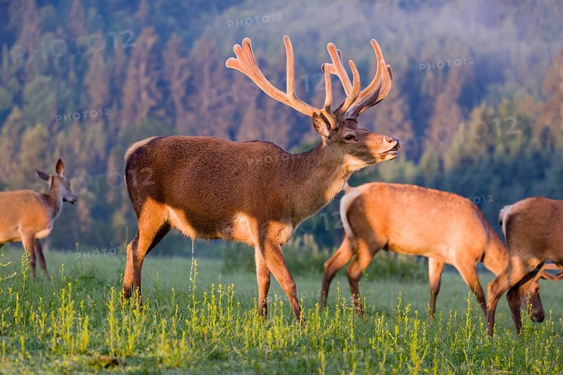 An Altai maral deer, an Altai wapiti or Altai elk (Cervus canadensis sibiricus) stands flehming among some hinds in the very first light of day in a meadow