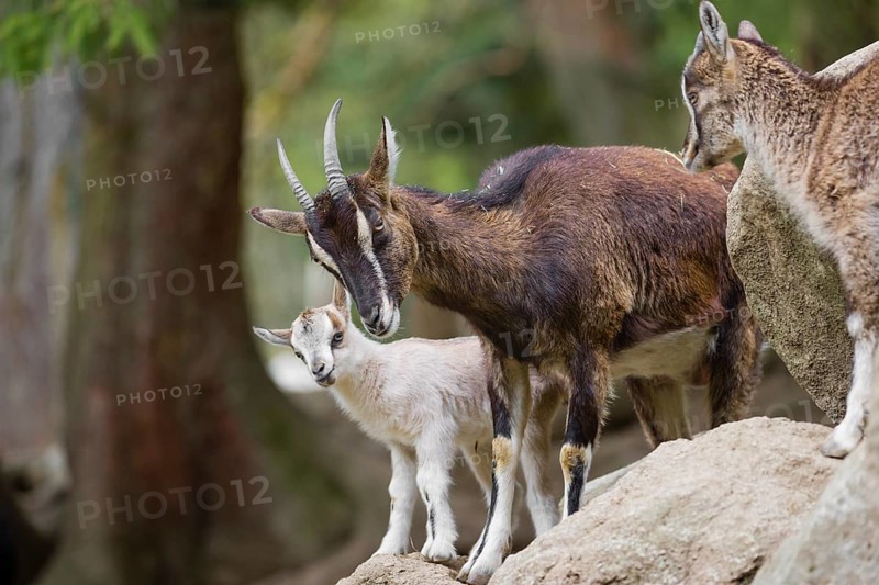 A female bezoar ibex (Capra aegagrus aegagrus) stands together with her goatling on a rock