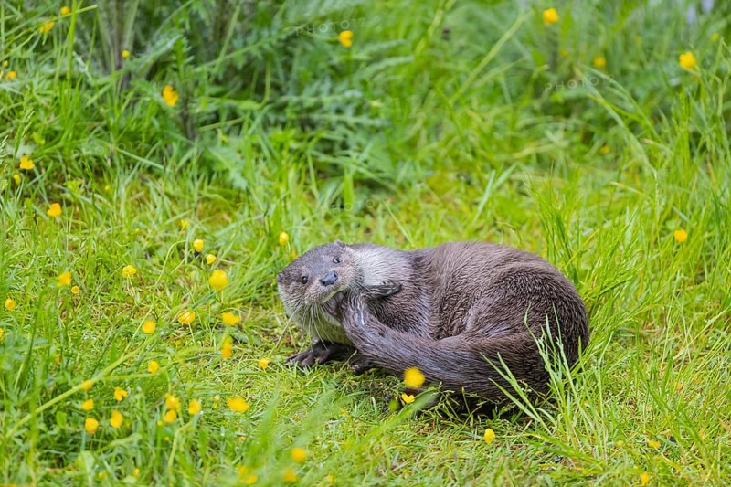 One Eurasian otter (Lutra lutra), playing in green vegetation, trying to catch his own tail. Some yellow flowers (Ranunculus) around
