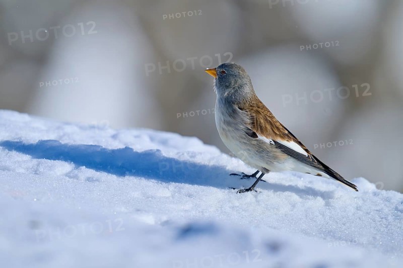 Snowfinch (Montifringilla nivalis), standing sideways on snow, the landscape is snow-covered, Gemmi Pass, Leukerbad, Leuk, Valais, Switzerland, Europe