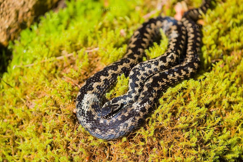 One Vipera berus, the common European adder or common European viper, rests on moss in bright sunlight to warm up