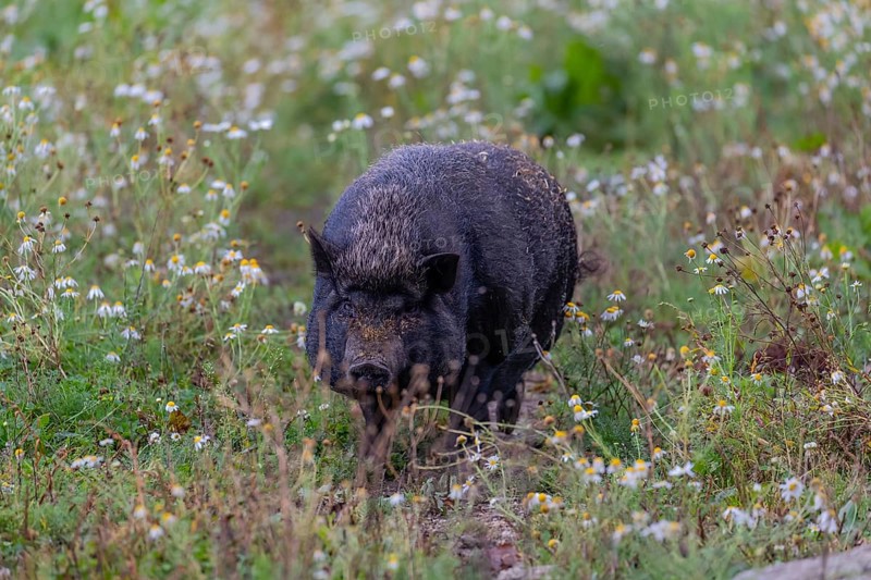 One Minipig, Sus scrofa domesticus, standing in a flowering meadow