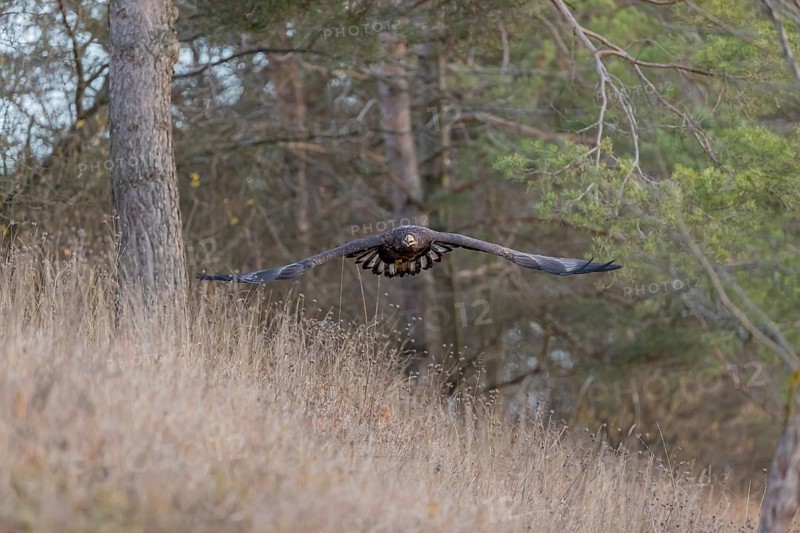 One white-tailed eagle (Haliaeetus albicilla) flying off of a pine tree standing in dry grass on hilly ground. A pine forest in the background