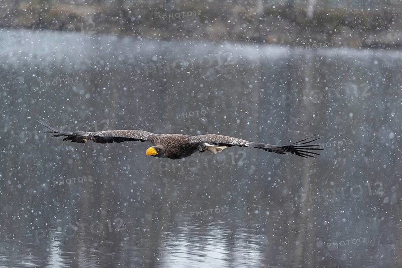 One young Steller's sea eagle (Haliaeetus pelagicus) flying over a lake while snow is falling. A forest in the background. Controlled condition