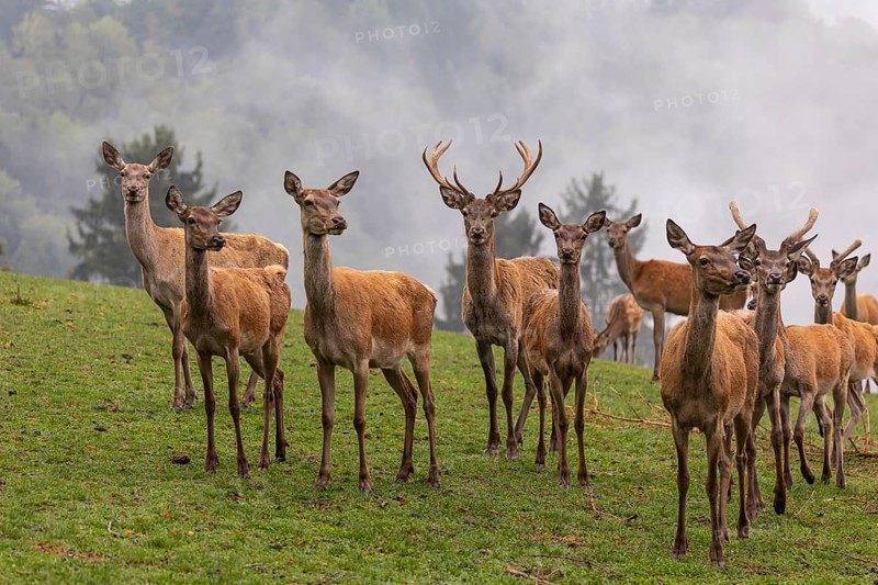A herd of red deer (Cervus elaphus) standing on a meadow, with dense fog in the background