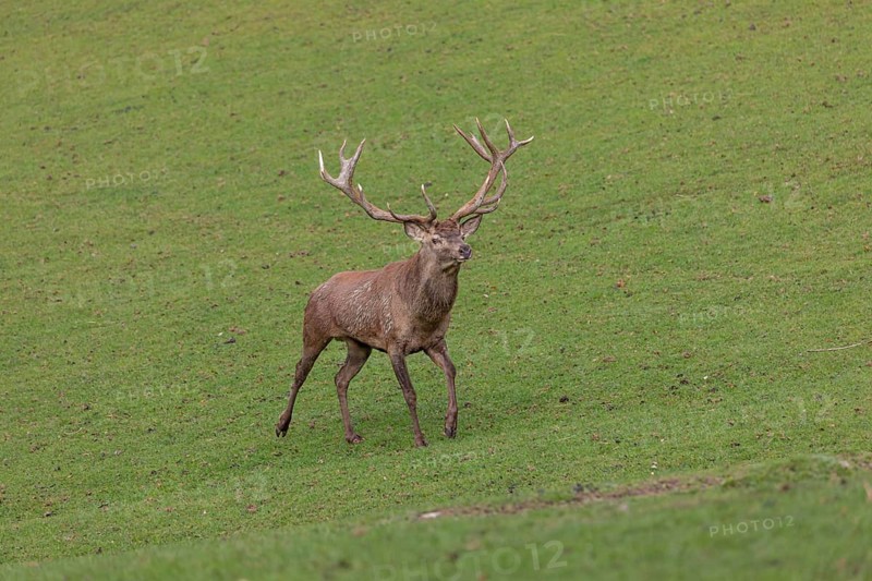 One Red Deer stag (Cervus elaphus) at the rutting season chasing away a young rival