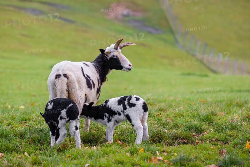 A female Jacob sheep (Ovis ammon F. aries) with two lambs