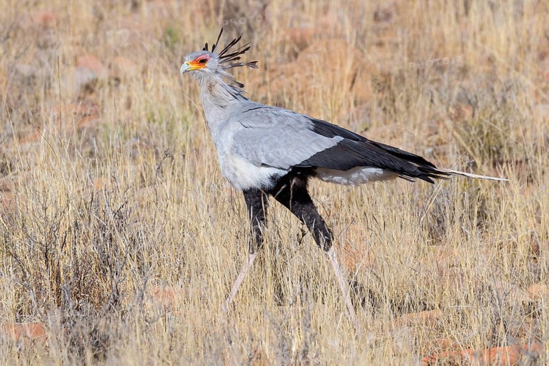 Secretary bird (Sagittarius serpentarius), S, Mountain Zebra National Park, Cradock, Western Cape, South Africa, Africa