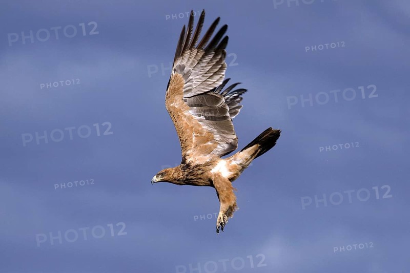 Predatory eagle (Aquila rapax) flying in the Kalahari South Africa