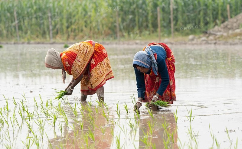 Morigaon, India. 20 February 2024. Women plant rice saplings in a paddy field on February 20, 2024 in Mayong, India. Rice cultivation contributes to food security in India by ensuring a stable supply of this essential food grain