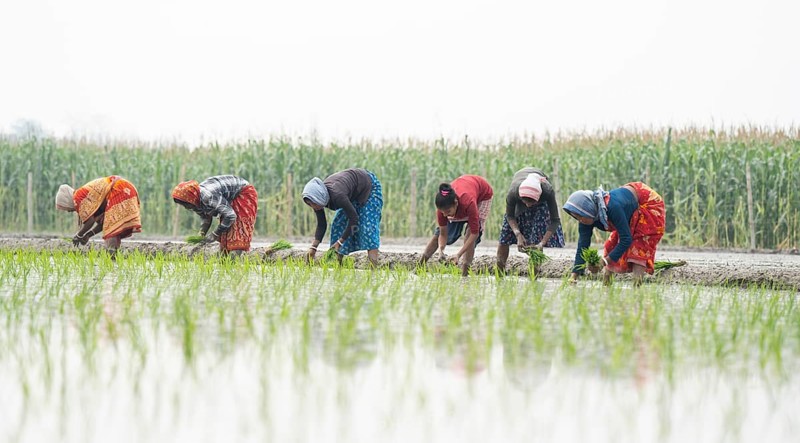Morigaon, India. 20 February 2024. Women plant rice saplings in a paddy field on February 20, 2024 in Mayong, India. Rice cultivation contributes to food security in India by ensuring a stable supply of this essential food grain