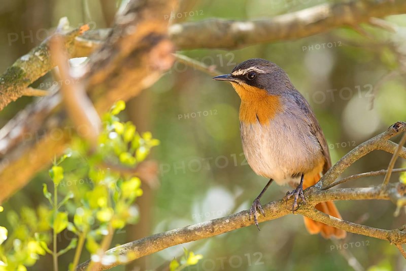 Cossypha caffra, family of flycatchers, Underberg surroundings, Underberg, KwaZulu-Natal, South Africa, Africa