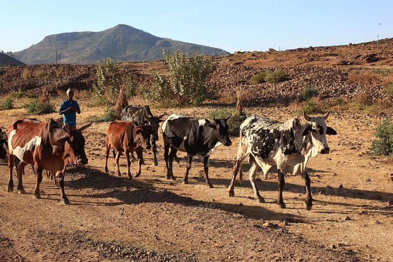 Cows running back to their stables, landscape near Axum, Aksum, Ethiopia, Africa