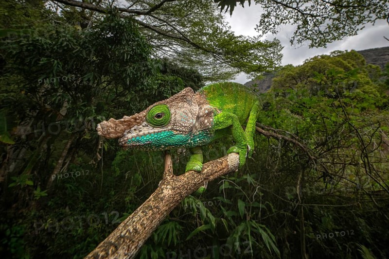 Oshaugnessi chameleon male (Calumma OPshaughnessyi) in the rainforests of Ranomafana National Park in south-east Madagascar