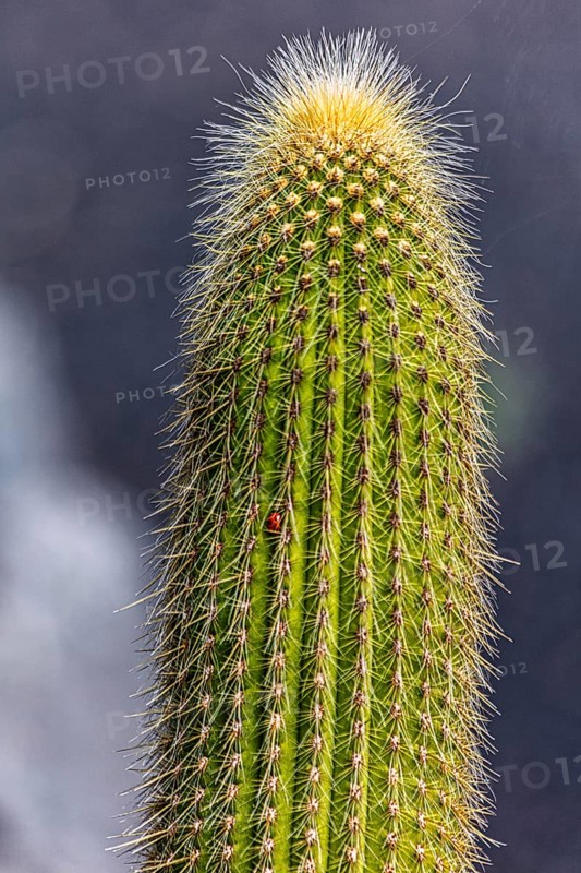 2016, Guatiza, Lanzarote, Jardin de Cactus by Cesar Manrique, ESP, Spain, Canary Islands, Canary Islands, Atlantic Ocean, Lanzarote, biosphere reserve, volcano, volcanism, volcanic island, island, recording date, Europe