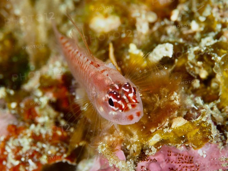Portrait of a small red fish with fine details and expressive eyes, hairfin dwarf goby (Eviota prasites), dive site Spice Reef, Penyapangan, Bali, Indonesia, Asia