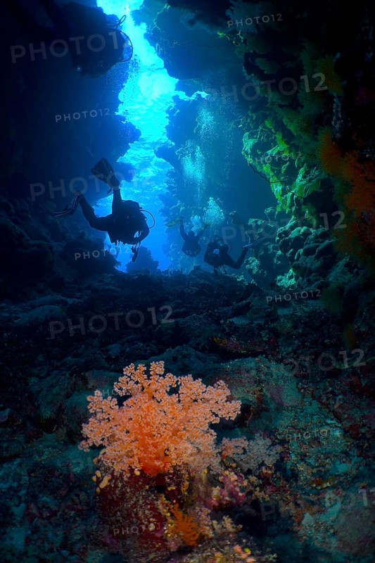 Divers explore an underwater cave with Hemprich's Tree Coral (Dendronephthya hemprichi) in the blue light, dive site St Johns Caves, Saint Johns Reef, Red Sea, Egypt, Africa