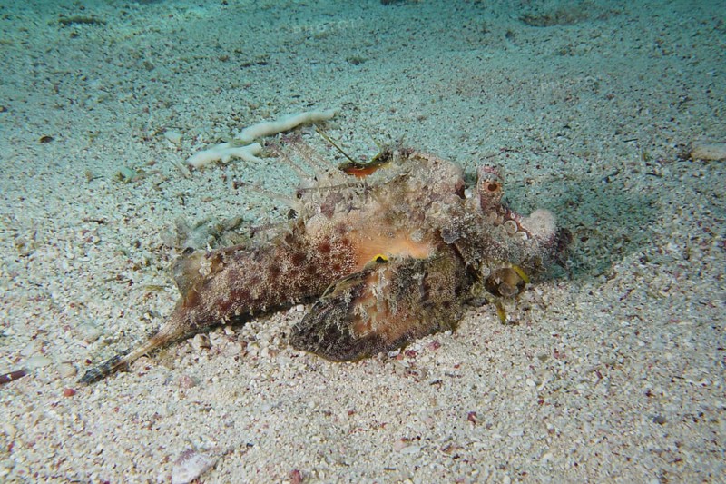 Perfectly camouflaged Red Sea Walkman Filament Devilfish (Inimicus filamentosus), Devilfish, in the sand, barely visible in the natural environment, dive site House Reef, Mangrove Bay, El Quesir, Red Sea, Egypt, Africa