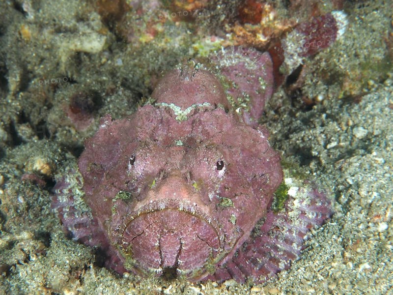 A humpback scorpionfish (Scorpaenopsis diabolus) lying on a rocky seabed, dive site Pidada, Penyapangan, Bali, Indonesia, Asia