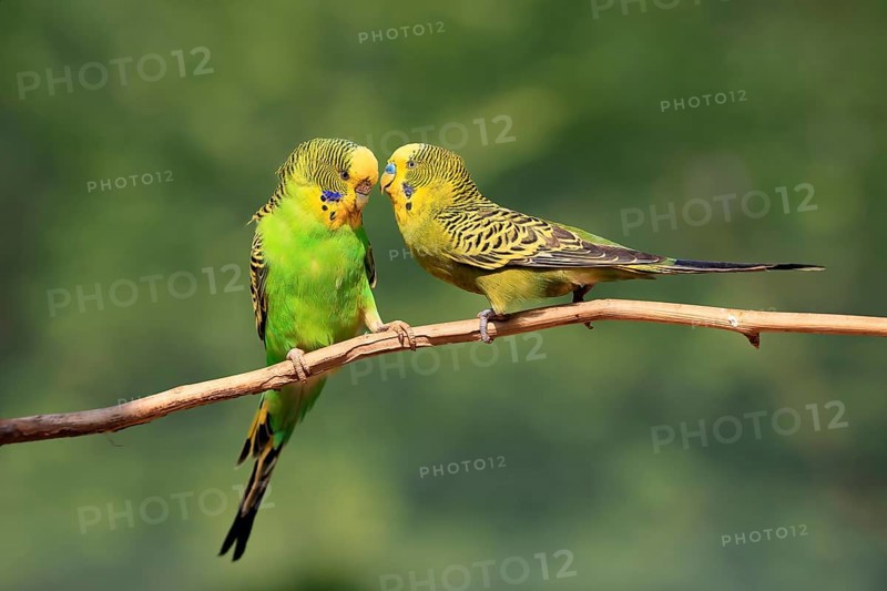 Budgerigar (Melopsittacus undulatus), adult, pair, male, female, two, in perch, courtship, social behaviour, Australia, Oceania