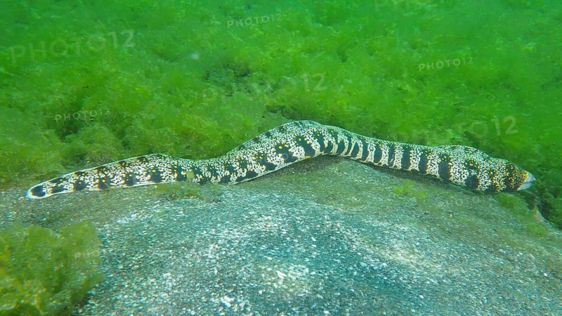 A speckled moray eel, star spotted moray eel (Echidna nebulosa), moving across the seabed, dive site Secret Bay, Gilimanuk, Bali, Indonesia, Asia