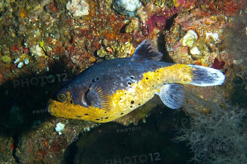 Blackspotted pufferfish (Arothron nigropunctatus) in the wreck of the USAT Liberty, dive site USAT Liberty, Tulamben, Bali, Indonesia, Asia
