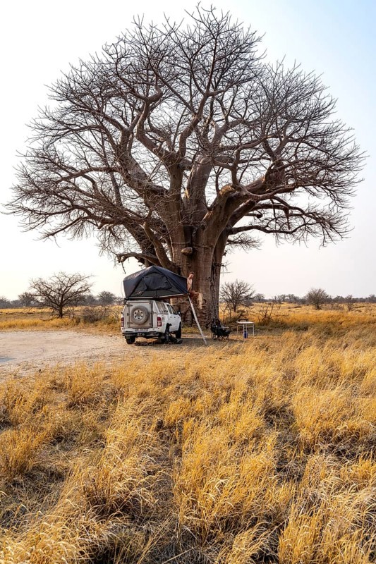 Four-wheel drive vehicle with opened roof tent on a campsite near a baobab, yellow grass and baobabs, African savannah, Nxai Pan National Park, Botswana, Africa