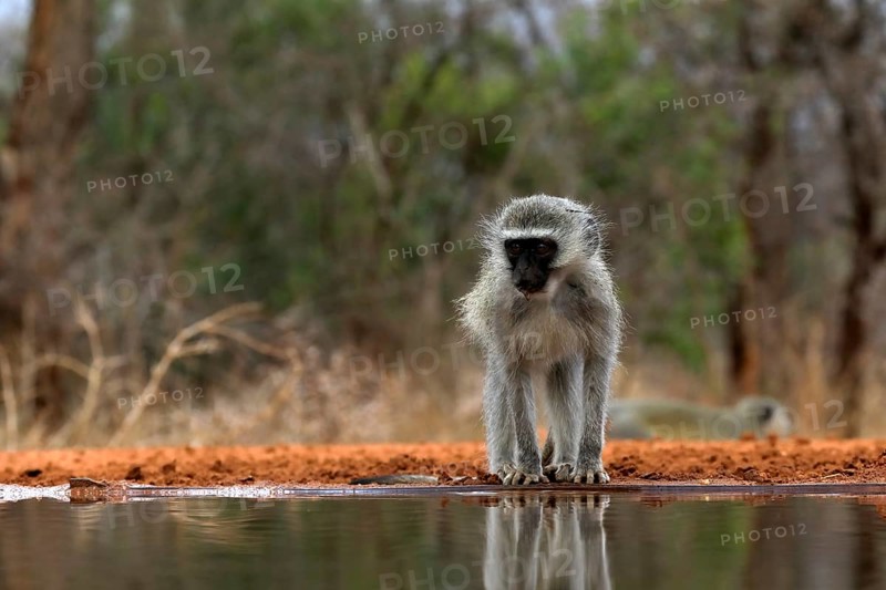 Vervet Monkey (Chlorocebus pygerythrus), adult, drinking, at the water, Kruger National Park, Kruger National Park, Kruger National Park South Africa
