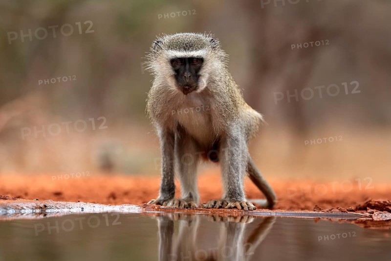 Vervet Monkey (Chlorocebus pygerythrus), adult, drinking, at the water, Kruger National Park, Kruger National Park, Kruger National Park South Africa