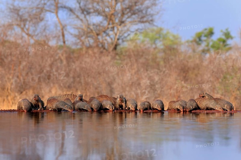 Zebra mongoose (Mungos mungo), adult, group, at the water, drinking, Kruger National Park, Kruger National Park, Kruger National Park South Africa