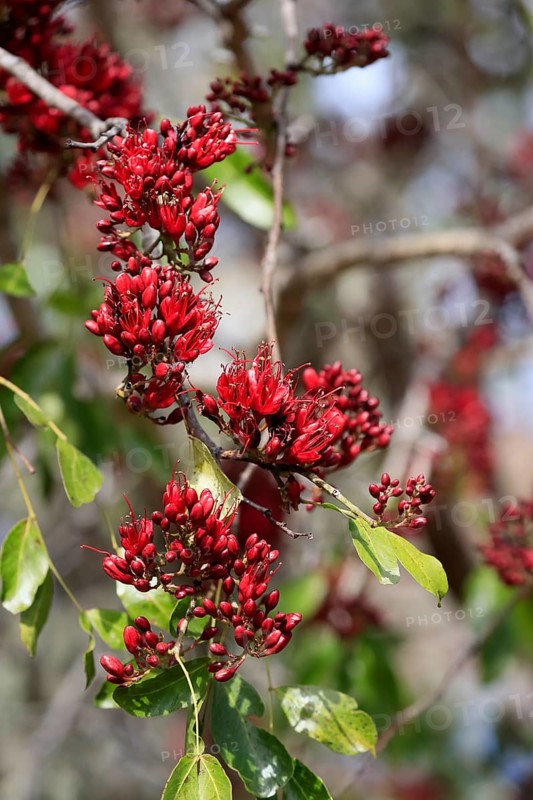 Schotia (Schotia brachypetala), flower, flowering, Kirstenbosch Botanical Gardens, Cape Town, South Africa, Africa