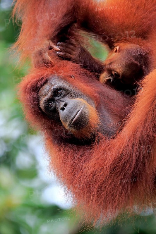 Bornean orangutan (Pongo pygmaeus), adult, female with young, portrait, social behaviour, mother, baby, Borneo