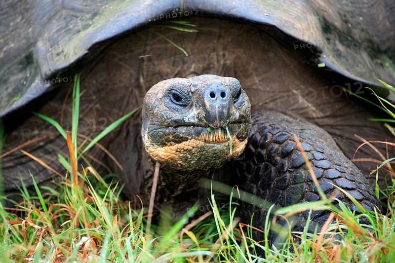 Galapagos giant tortoise (Geochelone niger), adult, portrait, attentive, Galapagos Islands, Ecuador, South America