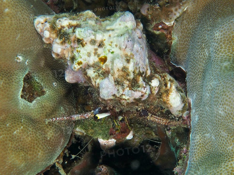 Dark-kneed hermit crab (Dardanus lagopodes) among corals, dive site Spice Reef, Penyapangan, Bali, Indonesia, Asia