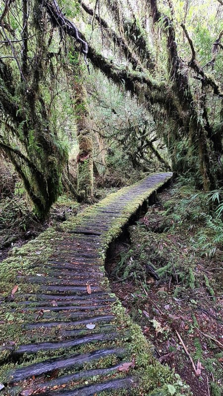 Wooden path in Pumalin National Park, carretera austral, Patagonia, Chile, South America