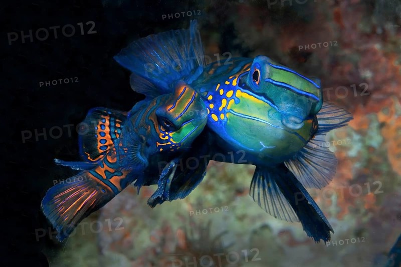Mating pair of mandarinfish (Synchiropus splendidus) lyrefish left small female specimen right larger male specimen, Pacific Ocean, Yap Island, Yap State, Caroline Islands, Federated States of Micronesia FSM, Australia, Oceania