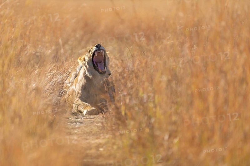 Lioness (Pantera leo) horizontal portrait. Female wild animal with wide open mouth showcasing her teeth. Low angle picture, front view. Hwange National Park, Zimbabwe, Africa