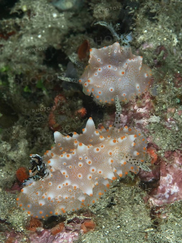 Two nudibranchs, Batangas Halgerda (Halgerda batangas), in the coral reef with orange-speckled skin. Dive site Twin Reef, Penyapangan, Bali, Indonesia, Asia