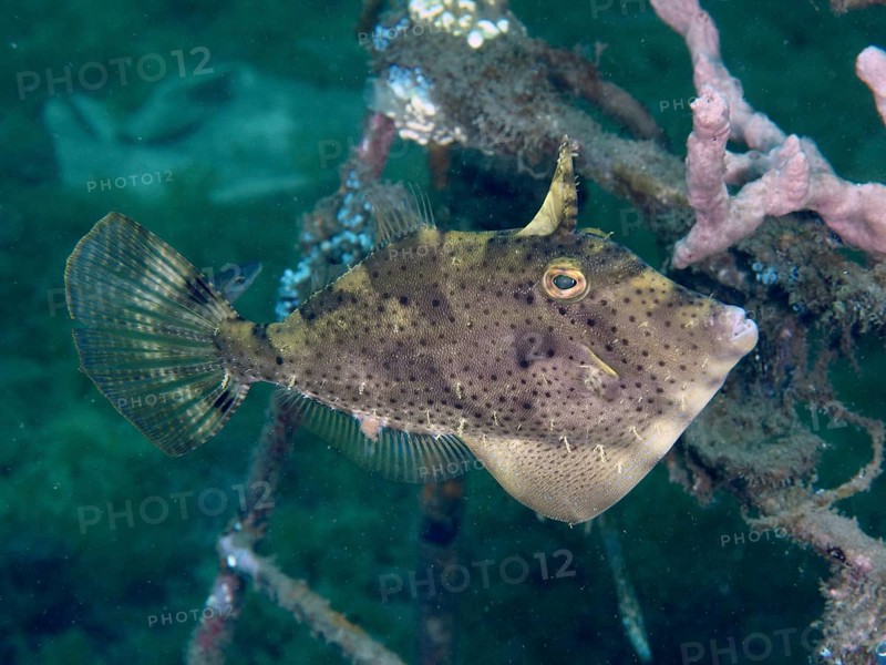 An algae filefish (Pseudomonacanthus macrurus), files swimming between corals in clear water, dive site Secret Bay, Gilimanuk, Bali, Indonesia, Asia