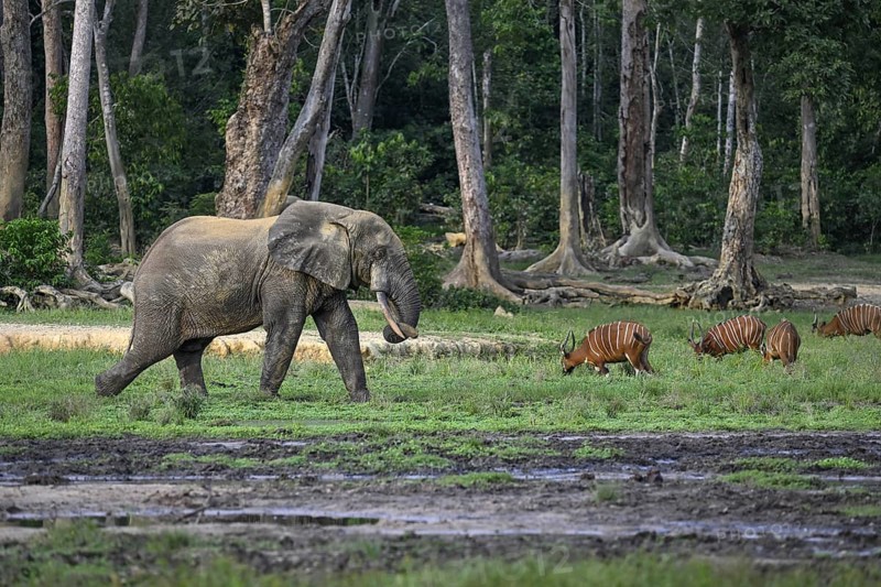 Forest elephant (Loxodonta cyclotis) and bongo antelope (Tragelaphus eurycerus) in the Dzanga Bai forest clearing, Dzanga-Ndoki National Park, Unesco World Heritage Site, Dzanga-Sangha Complex of Protected Areas (DSPAC), Sangha-Mbaéré Prefecture, Central African Republic, Africa