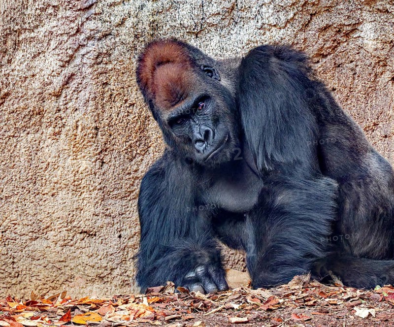 Western lowland gorilla (Gorilla gorilla gorilla), animal portrait, adult, male, silverback, occurring in Equatorial Guinea, the Angolan exclave of Cabinda, Gabon, Cameroon, the Republic of Congo and Central Africa, Africa