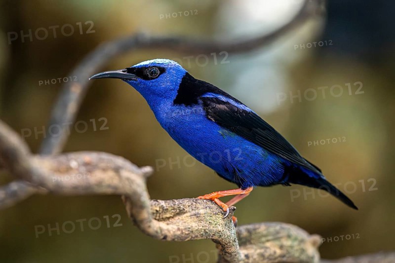 Red legged Honeycreeper (Cyanerpes cyaneus), Aviario Nacional de Colombia, Via Baru, Province of Cartagena, Bolivar, Colombia, South America