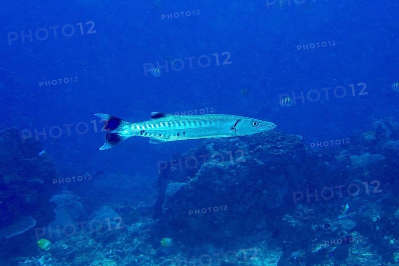 A Great barracuda (Sphyraena barracuda) swimming in the vastness of the ocean, dive site PED, Nusa Ceningan, Nusa Penida, Bali, Indonesia, Asia