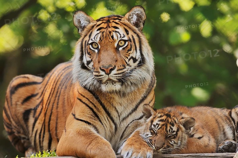 Sumatran tiger (Panthera tigris sumatrae), female with young, captive, occurring in Sumatra, Indonesia, Asia