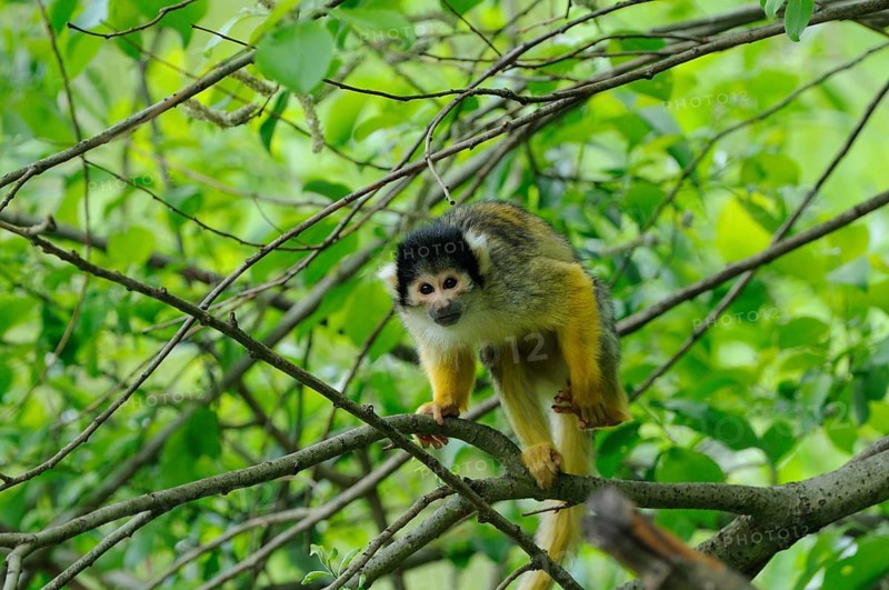 A small monkey with yellow and black fur sits on a branch in the dense greenery, Guyana skull monkey (Saimiri sciureus), captive
