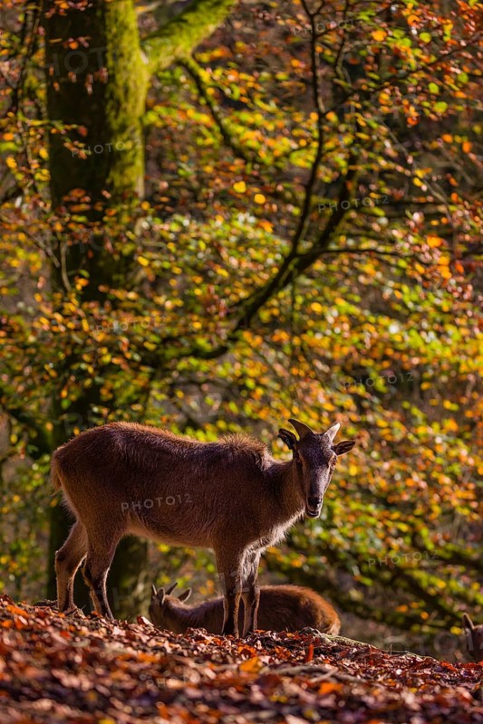 A female Himalayan tahr (Hemitragus jemlahicus) is backlit in a forest. In the background is a dense autumn forest