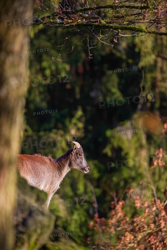 A female Himalayan tahr (Hemitragus jemlahicus) stands on a rocky slope. A dense autumnal forest is in the background
