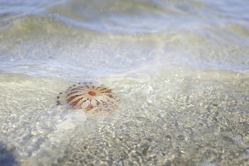 Fire jellyfish in the sea off Borkum, 22/07/2024