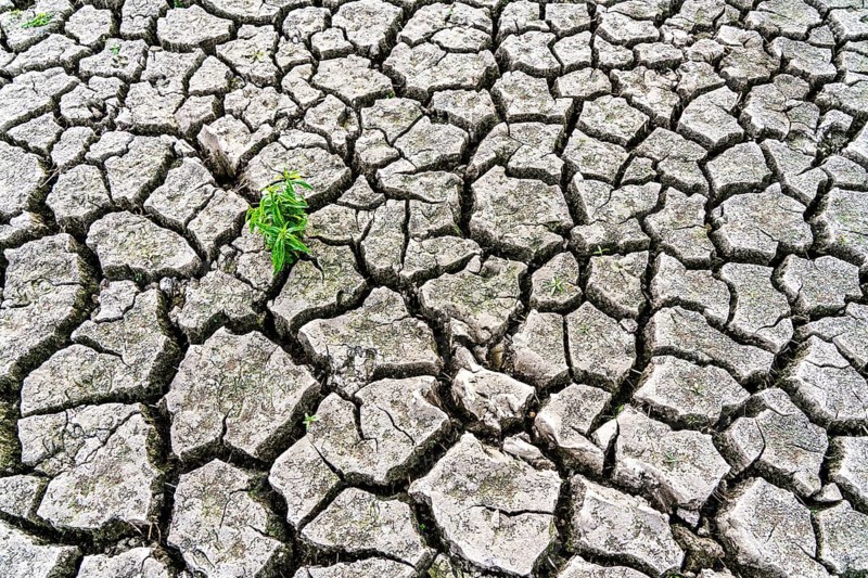 Dry soil, cracked, only a few weeds growing out of the ground, dried-up riverbed, in a side arm of the Rhine, near Duisburg
